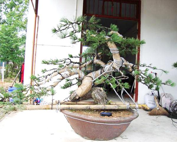 俩惯犯兄弟盗窃近百万黄山松盆景 双双入狱