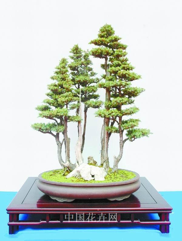 盗窃名贵黄山松盆景 被判刑13年