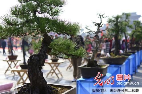 名贵黄山松亮相湖北黄冈盆景展