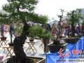 名贵黄山松亮相湖北黄冈盆景展