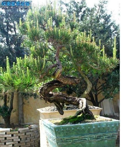 黄山市徽派盆景技艺培训班开班