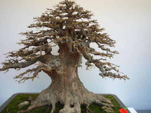 六安市开年将建盆景园