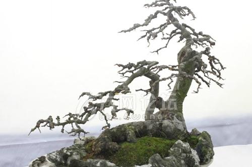 2015六安兰花杜鹃花盆景展完美收官