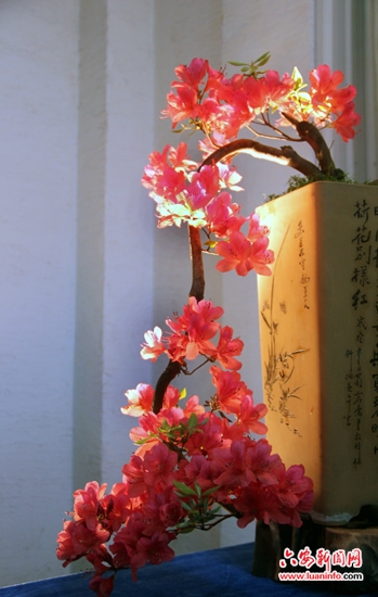 六安兰花杜鹃花盆景展 审美盛宴引关注