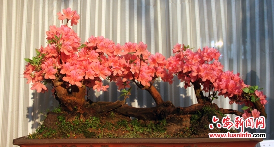 六安：兰花杜鹃花盆景展 审美盛宴引关注