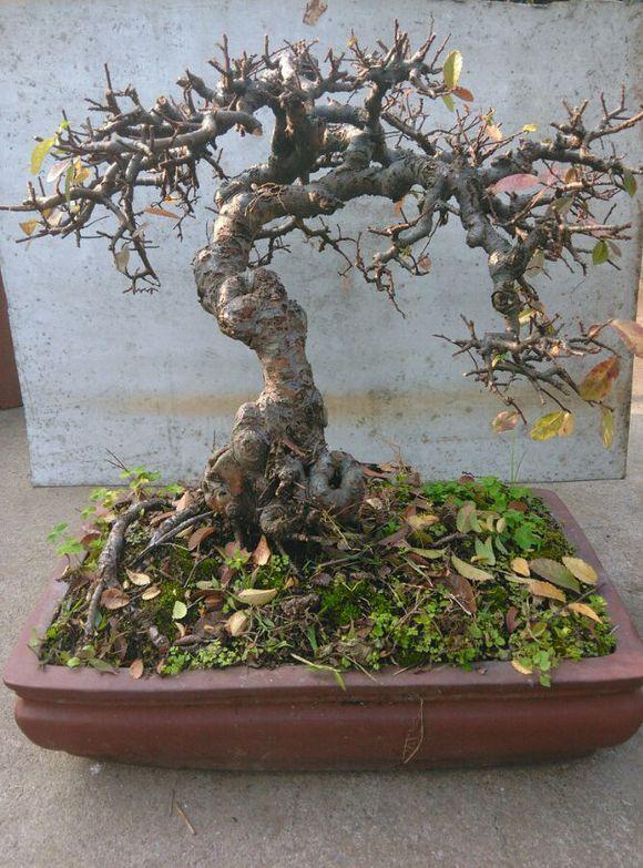 怀宁:首个杜鹃花盆景培育基地和金银花种植基地诞生