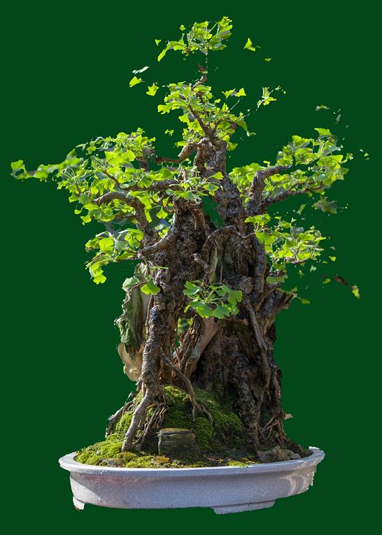 2015年六安兰花、杜鹃花盆景展四月绽放中央公园