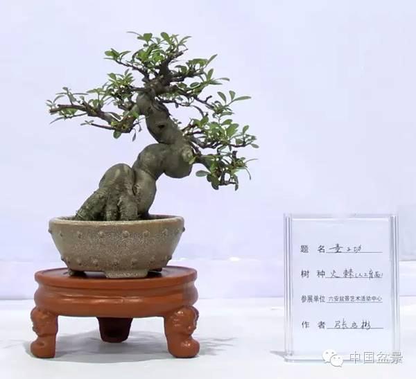 市园林局举办2016•六安市第三届荷花节盆景技艺讲座