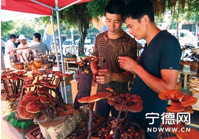 福建：霞浦县城举办灵芝盆景展览