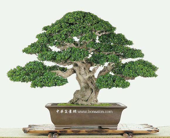 福建盆景生产之我见