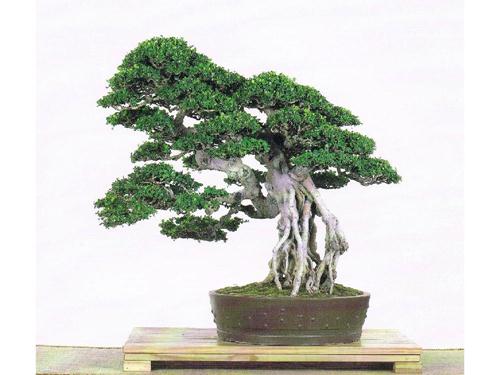 福建:福州西湖花卉盆景博览会 丢了三只“羊”