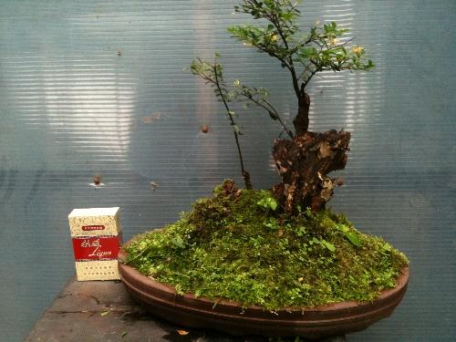 台商林世勋：在福建打造盆景栽种基地