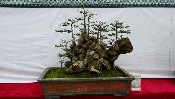 霞浦盆景&ldquo;育&rdquo;出文化新产业