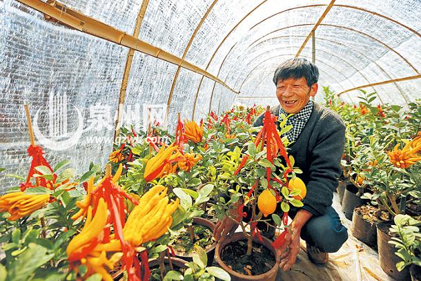 福建:泉州农户大胆创新种植新型盆景 佛手果与柠檬嫁接