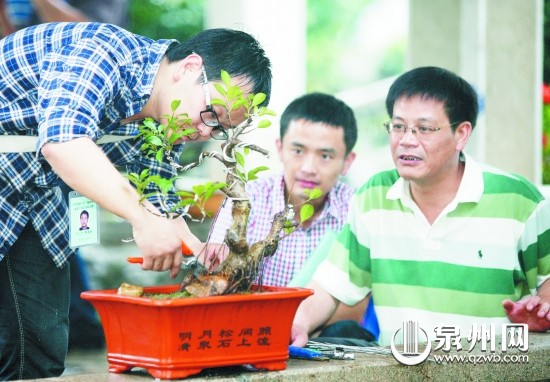 福建:福州盆景工岗位技能竞赛 妙手生花枯枝变盆景