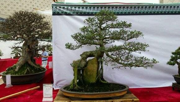 莆田真柏荣膺中国（福建）花王赛盆景类花王