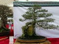 莆田真柏荣膺中国（福建）花王赛盆景类花王