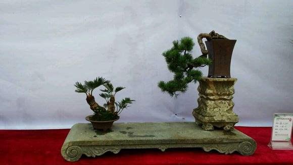 福建茶韵-提倡微型盆景