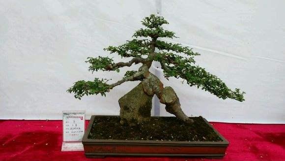 福清市4件花卉盆景在福建花王评选中获奖