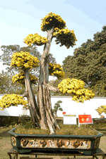 岭南盆景菊尽显野趣美