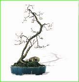 广东的自然环境优越 岭南盆景以树桩盆景较为盛行