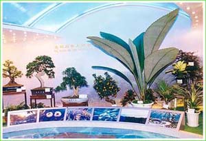 广东的自然环境优越 岭南盆景以树桩盆景较为盛行