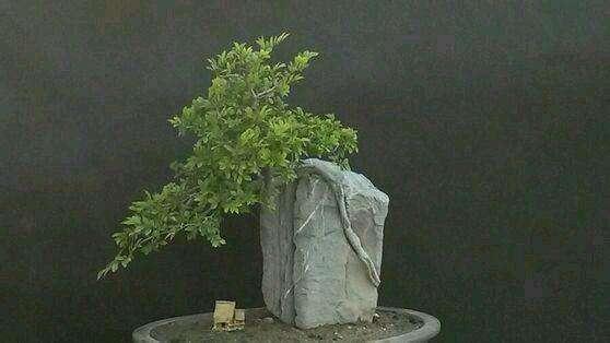 八秩老人著书情寄岭南盆景 图书几度脱销后加印