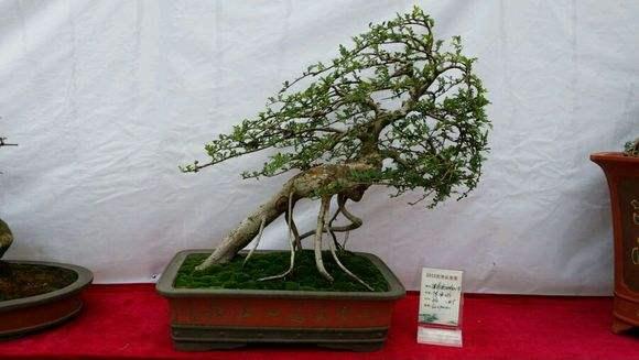 顺德已经被正式授予“广东岭南盆景之乡”称号