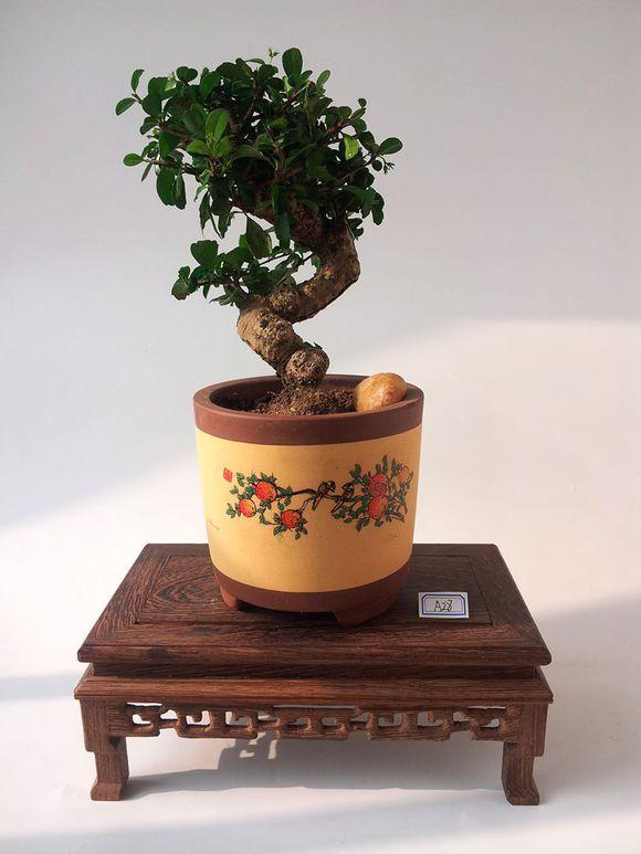 到广州烈士陵园看岭南盆景