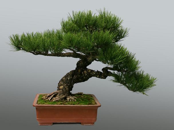 岭南盆景展春节亮相流花湖