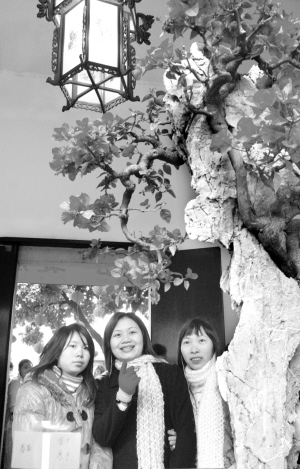 岭南盆景精品展免费睇