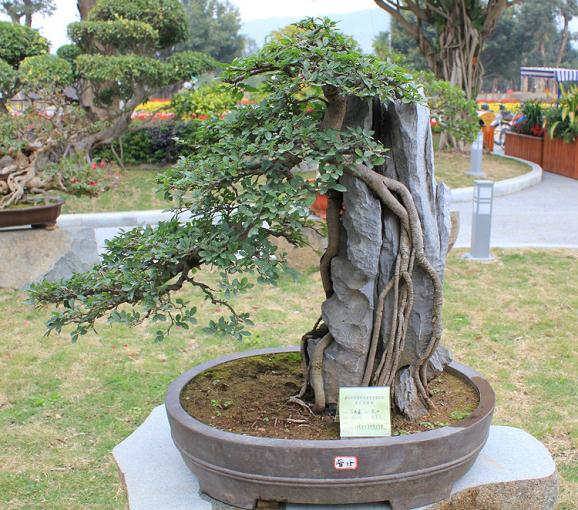 岭南盆景倾倒外国游客