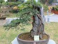 岭南盆景倾倒外国游客