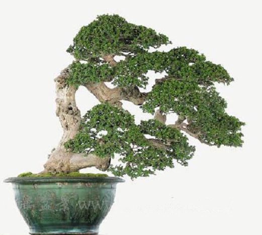 岭南盆景 醉倒欧美客人