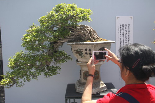 北海公园阐福寺举办岭南盆景名家展览