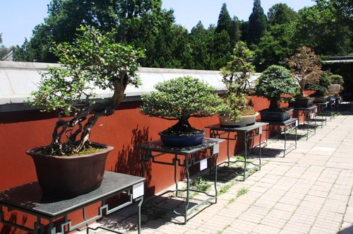 北海公园阐福寺举办岭南盆景名家展览