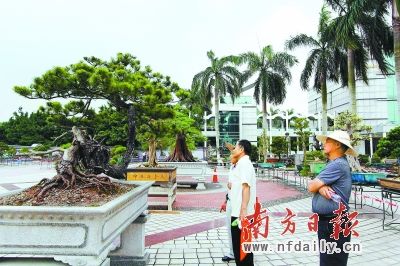 在容桂,盆景艺术有着深厚的群众基础。