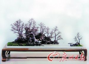 盆景大师黄就伟传承岭南盆景30年