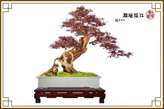 中国盆景艺术大师吴成发先生盆景作品及古盆藏品展