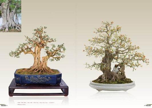 吴成发岭南盆景精品和古盆藏品