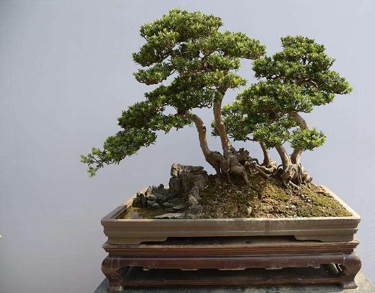 盆景艺术大师吴成发岭南盆景精品亮相广州