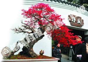 岭南盆景引市民震撼 150岁红继木花开满树