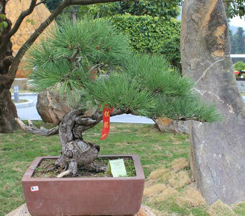 岭南盆景进北海阐福寺(图)