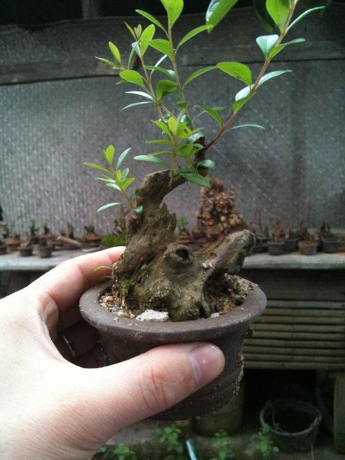 200件岭南盆景端午节北海开展