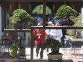 岭南盆景今起在北海公园阐福寺展出