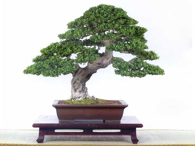 200余件岭南盆景精品在北海公园集中展示