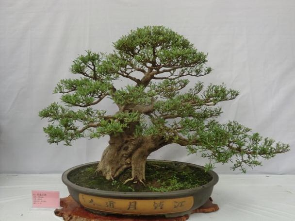 端午来北海看岭南盆景名家展(组图)