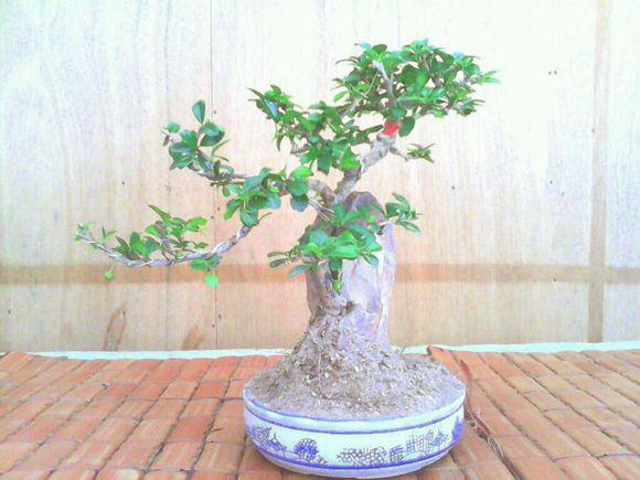 赏岭南派盆景看大师秀技法