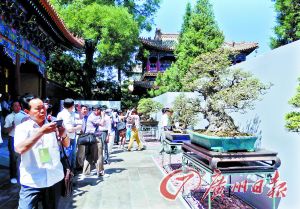 5月29日，游客到北海公园欣赏盆景。