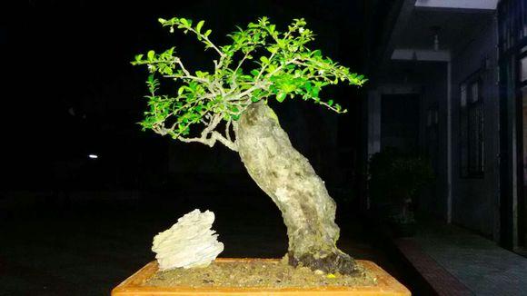 牛！小学生&ldquo;玩&rdquo;岭南盆景获国际认可